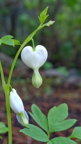 1ab43-wp_20140527_19_02_34_pro