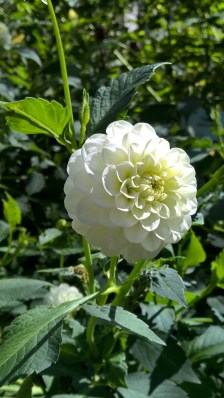 wp_20160907_12_22_04_pro