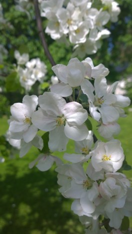 WP_20150602_11_04_33_Pro