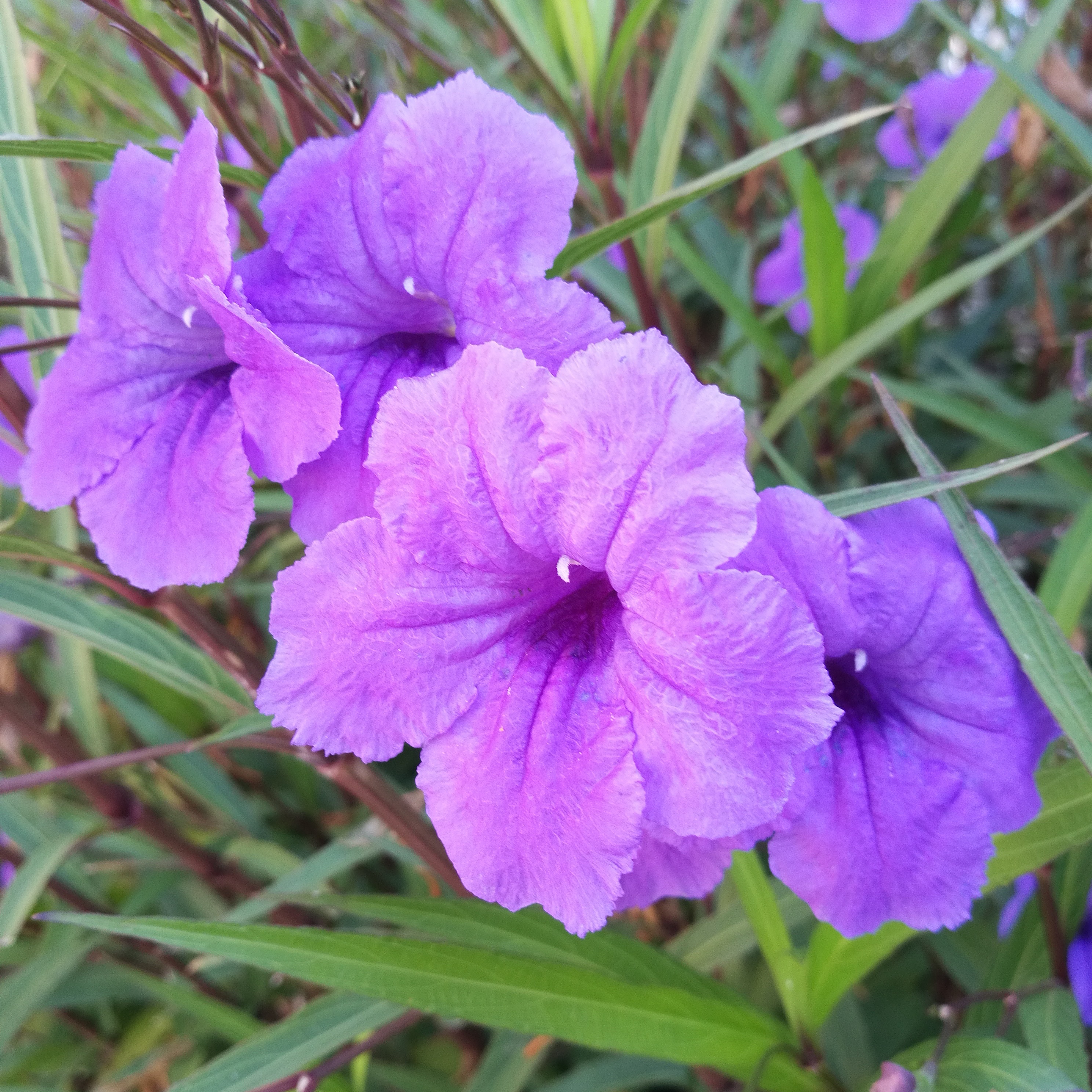 IMG_20171005_110450_976