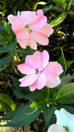 WP_20160907_12_20_01_Pro